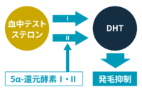AGAが起こるしくみ
